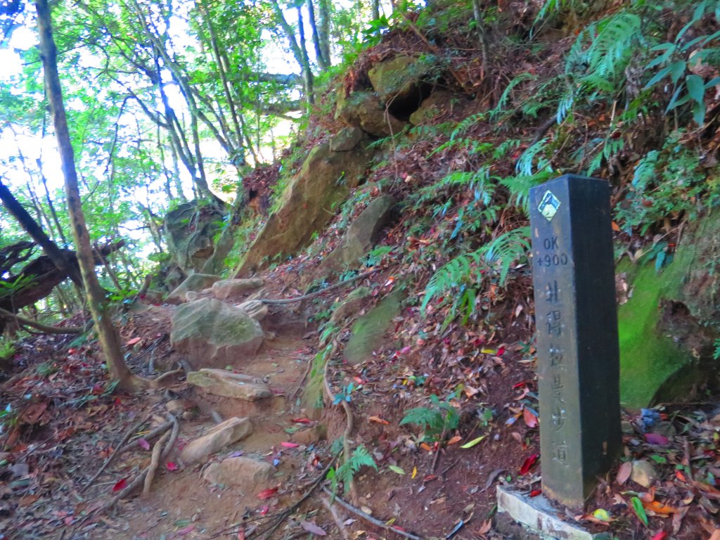 【新竹尖石】還記得北得拉曼山 這一季黃金山毛櫸的璀璨_1183326