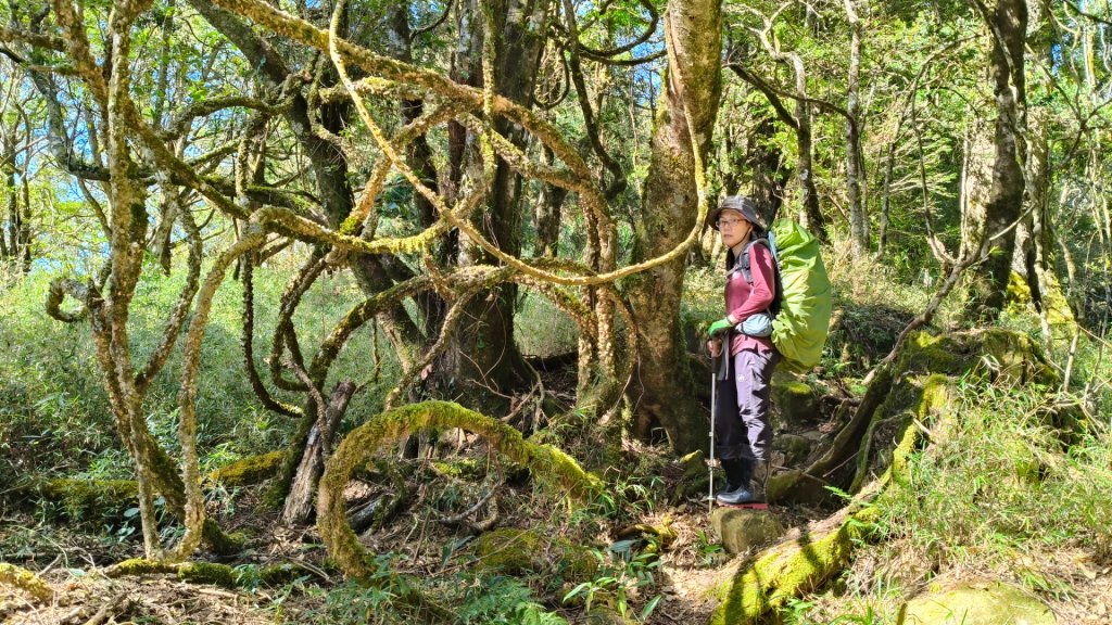 豐杉縱走~夜宿千人洞1131130~1201_2666575