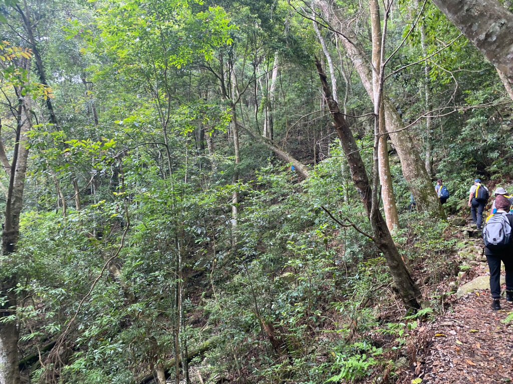 谷關七雄老大 八仙山_2189707