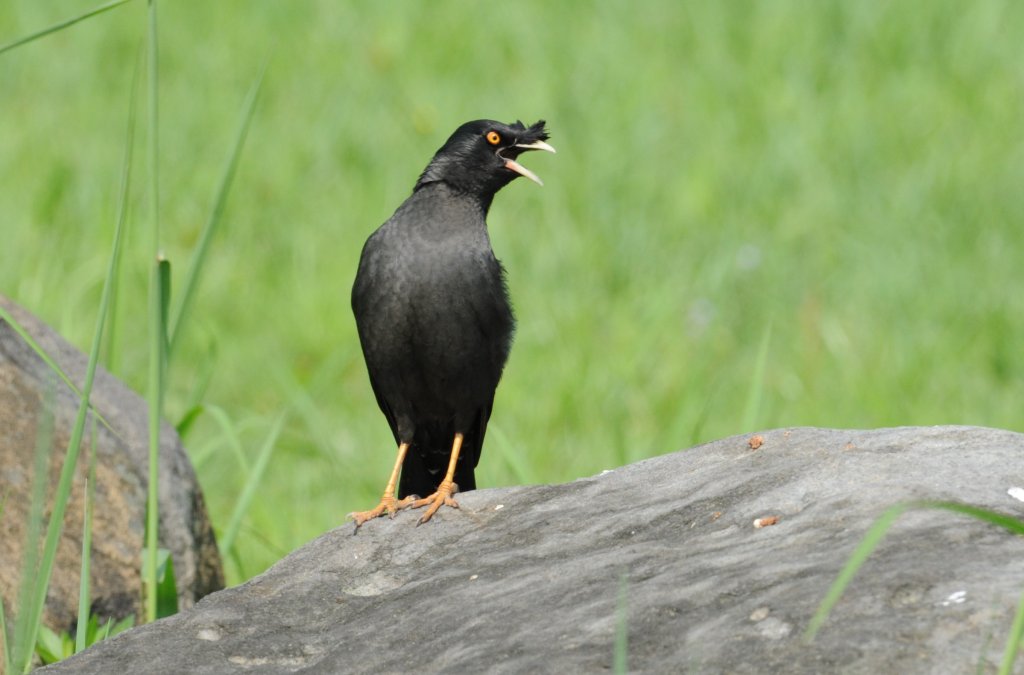 2016年, 九年前, 5, 6月份, 華江雁鴨自然公園_2807774