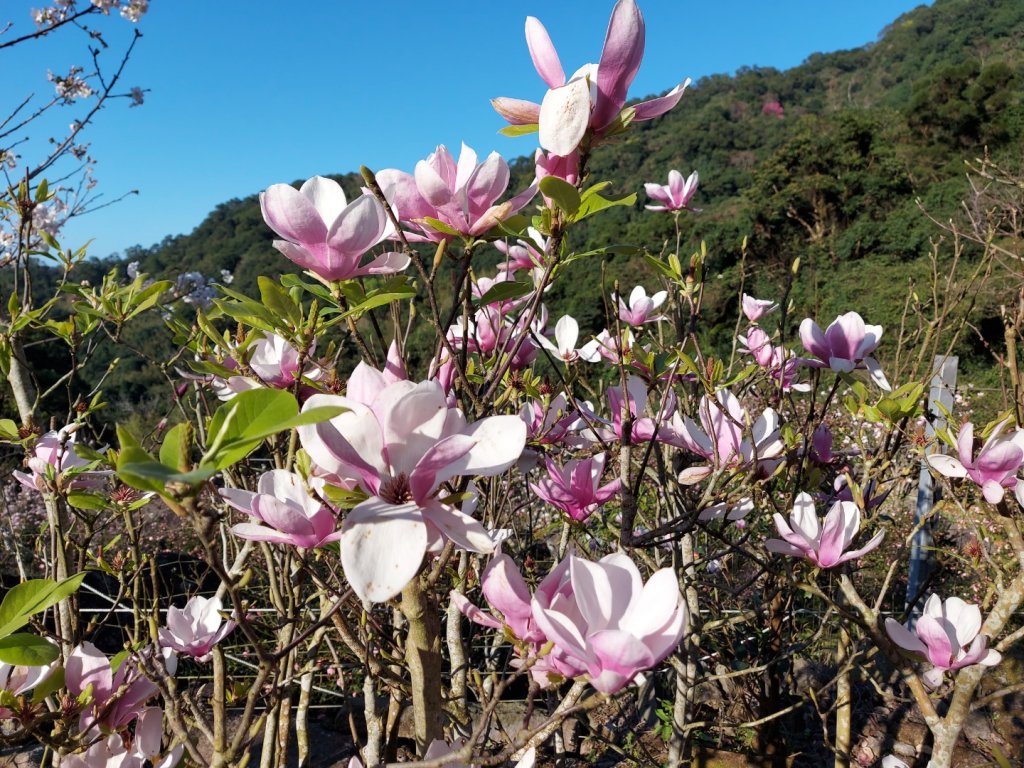 2023／2／18楓樹湖古道  巨石公園木蘭花  2／27楓樹湖古道  楓樹湖桃花源櫻花封面圖