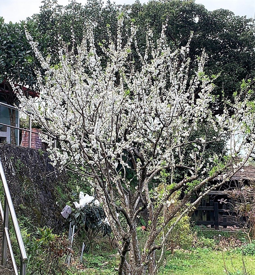飛龍步道-樟山寺-樟樹步道_1265154