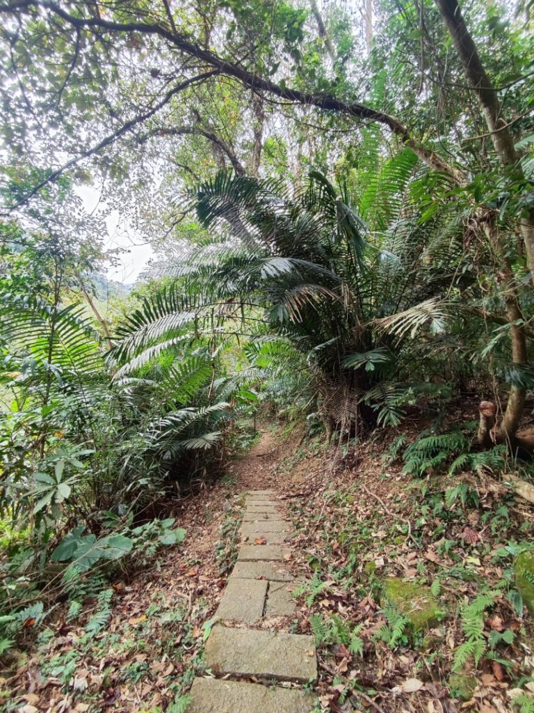 九讚頭車站-大崎棟.茶亭.逃學.騎龍古道20幾K繞大O_2972499