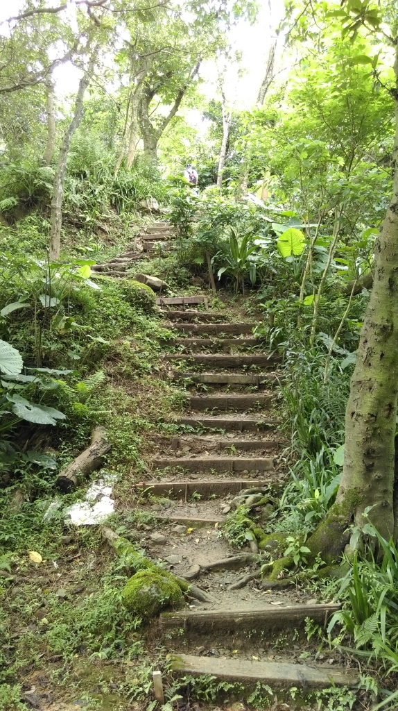 土城內冷水坑山-大尖山 105.6.12_54848