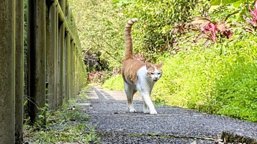 大尖山。走向封面圖