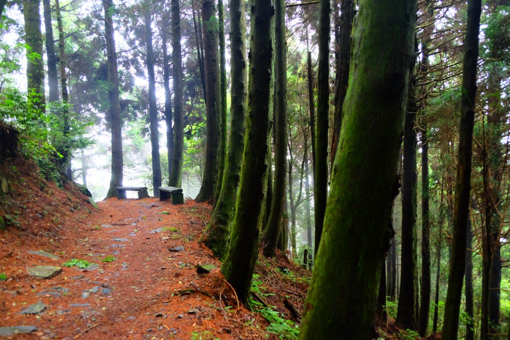 會呼吸的觀霧檜山巨木群步道_977590