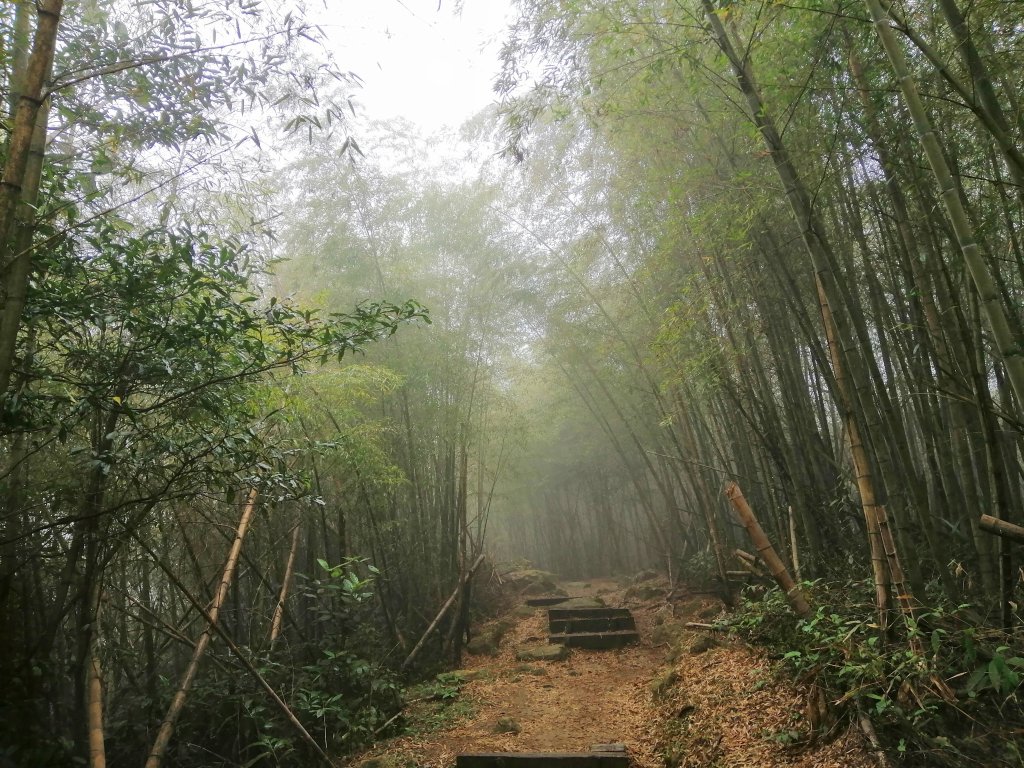 拾階而上的茶園風光。嘜走嘜走步道_755143