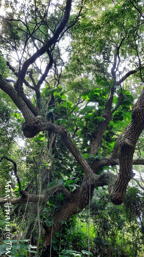 《台中》水向東流｜外埔水流東桐花步道20230916_2284237