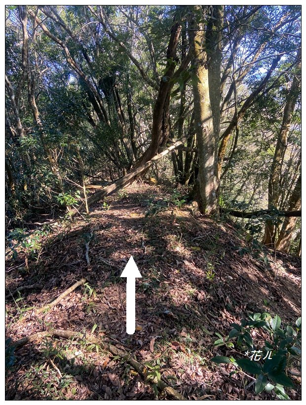 逐鹿古道、雨社山(南投、魚池)_2667431