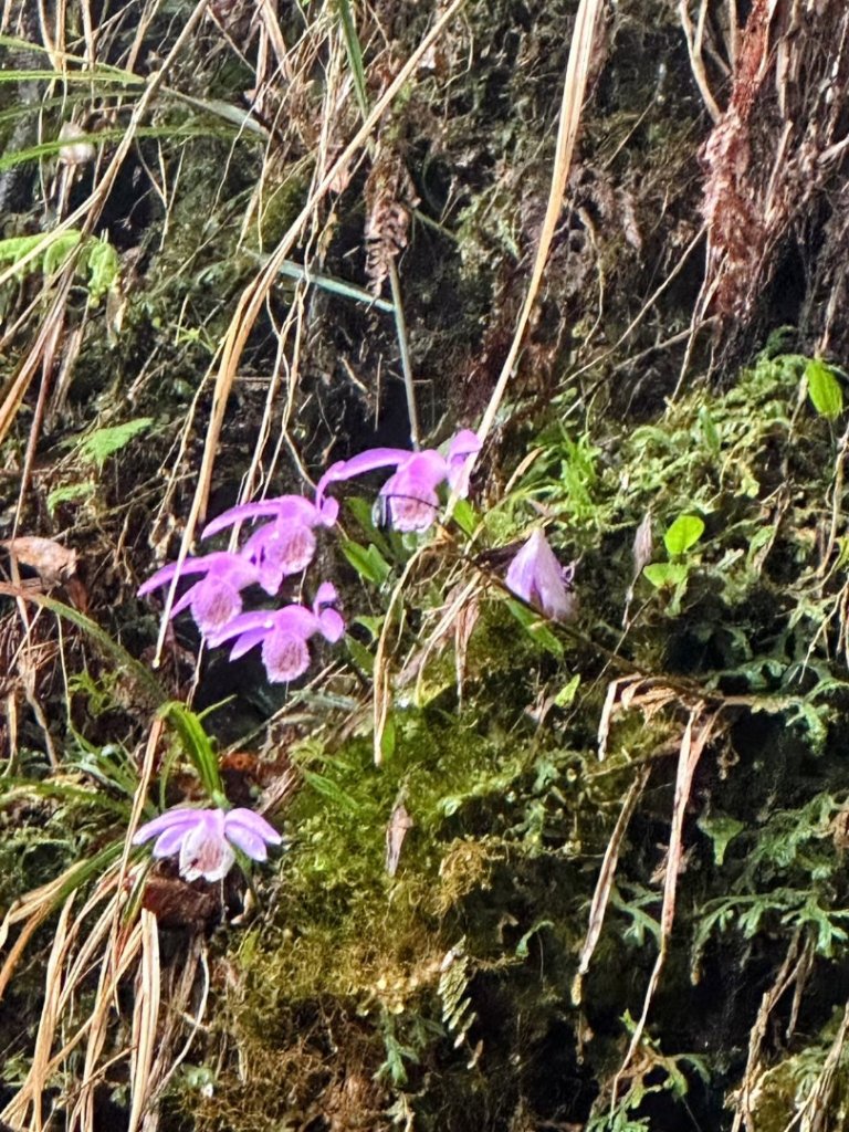 卡保石壁一葉蘭（耘夢谷上逐鹿山下O走）_2809521