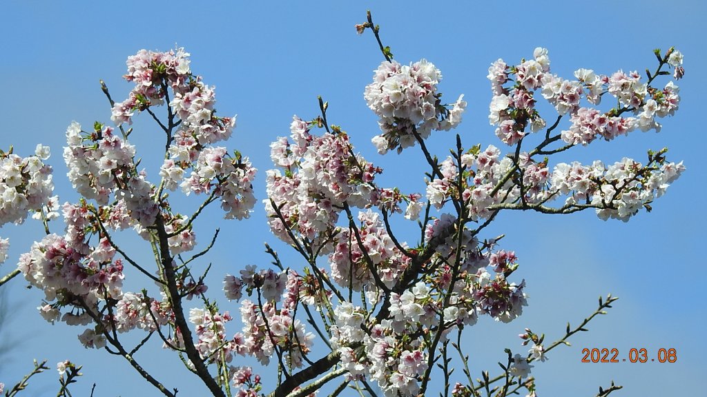 春暖花開，鳥語花香_1633892