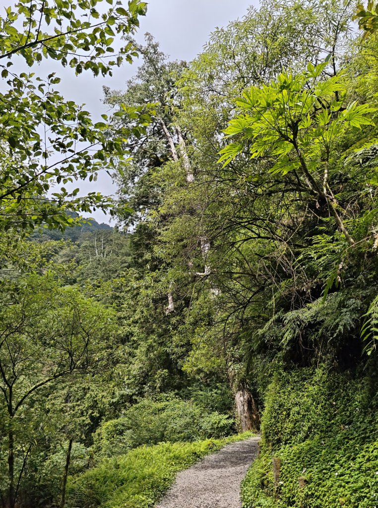 2025_0713 拉拉山神木群步道_2837327