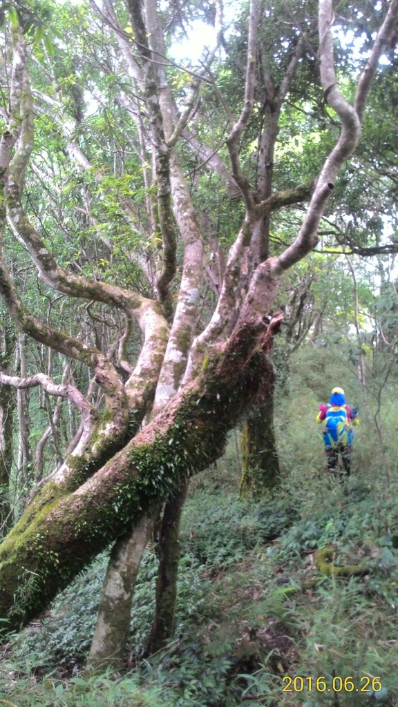 20160626新竹尖石 魯壁山,東穗山_51217