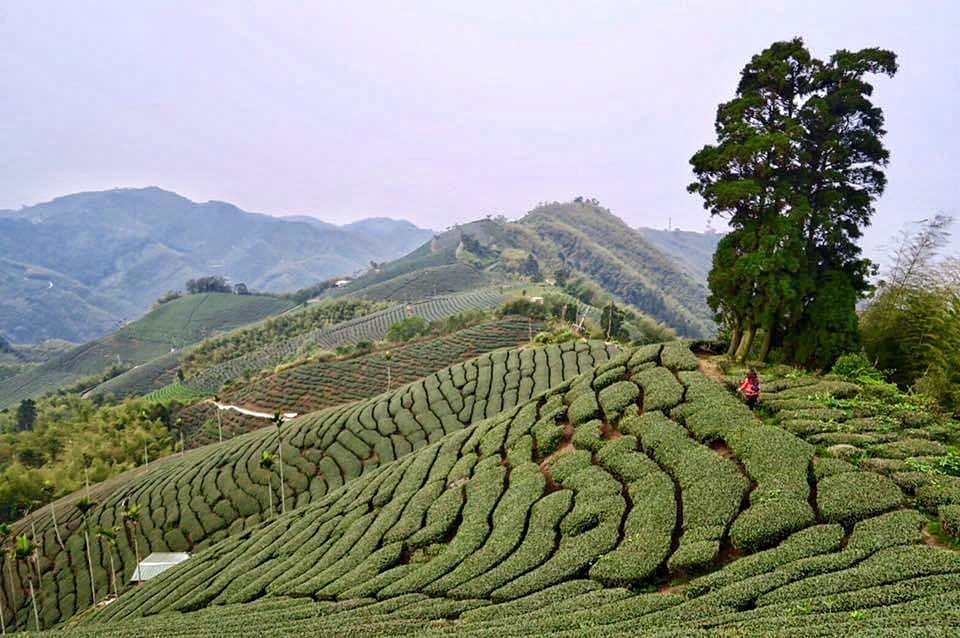 茶園之美～梨子腳山_978939