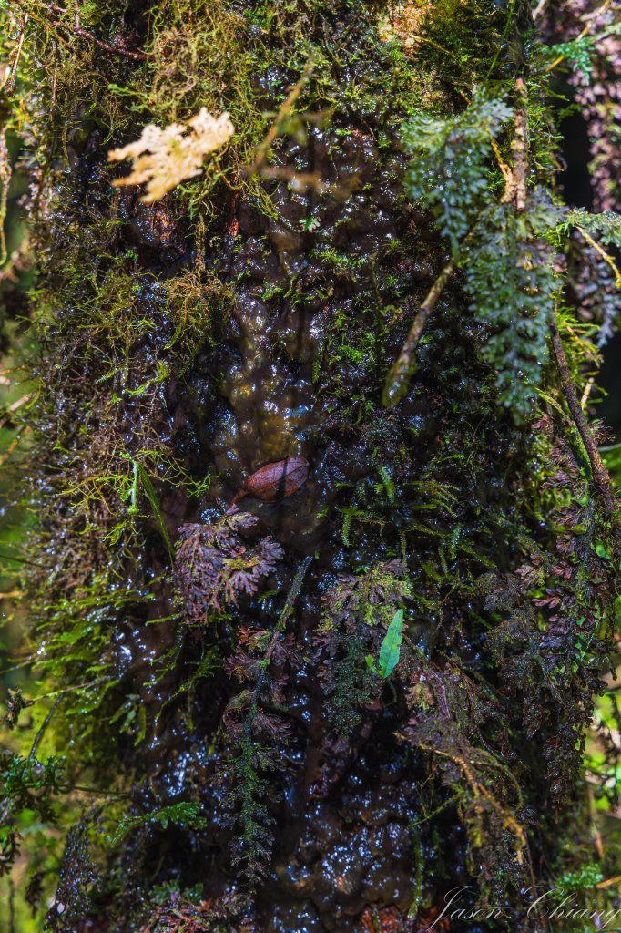 [宜蘭]松蘿湖_2663009