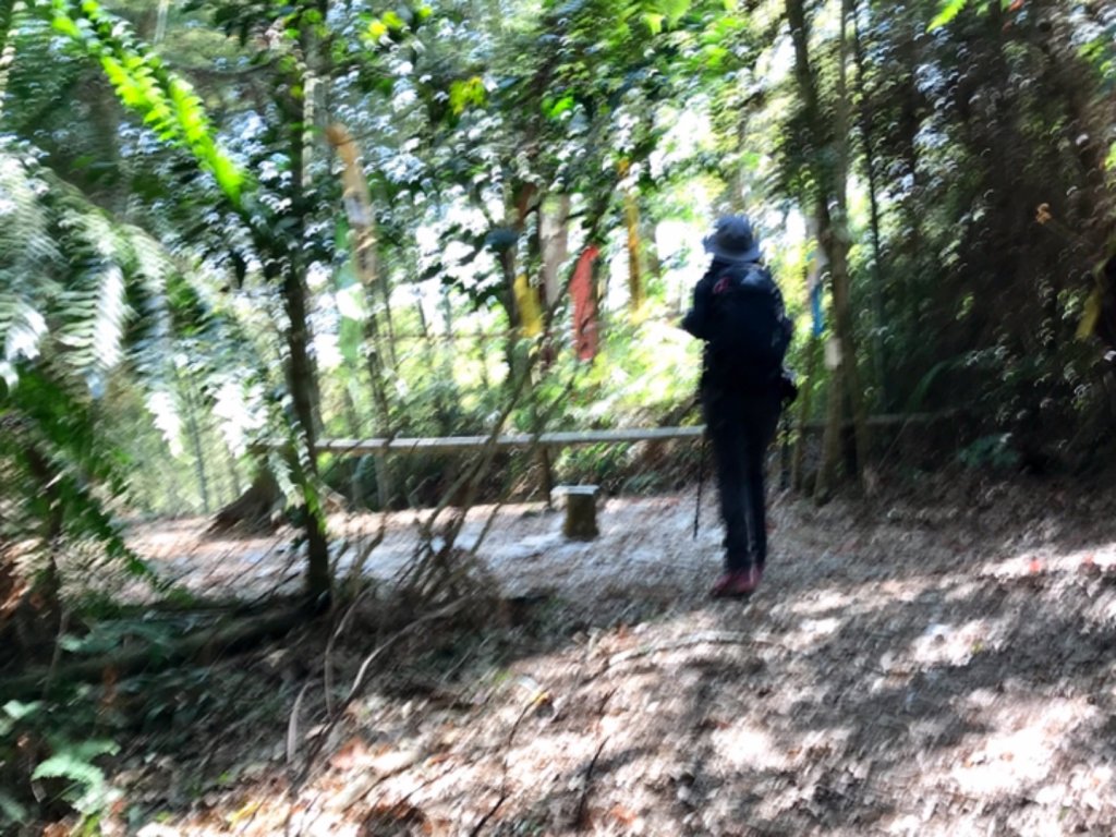 魚池大尖山森與竹的饗宴_1274875