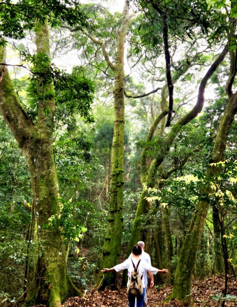 【中級山縱走】水雲三星，橫龍山，騰龍山，橫龍古道_2742943