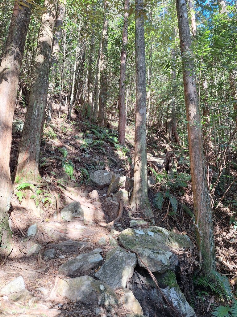 稍來神木+稍來山+稍來山南峰O型20241229_2678973