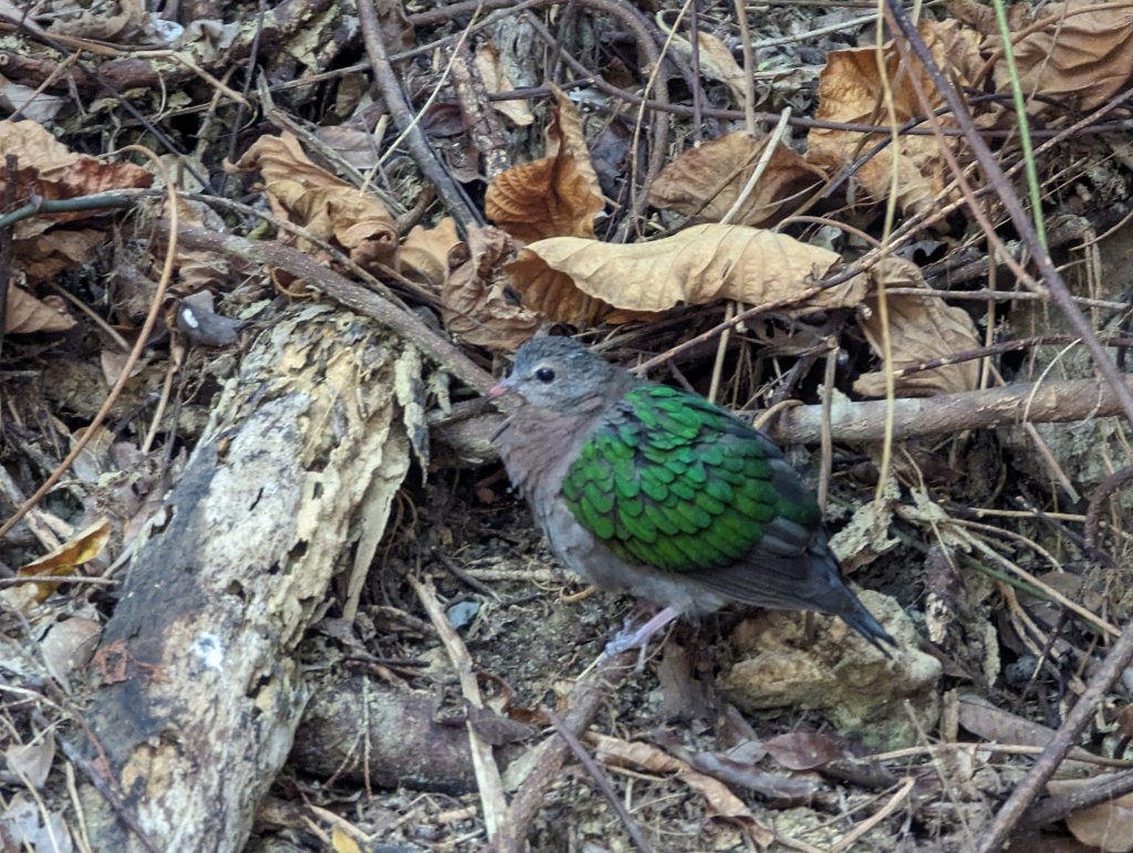 再訪半屏山尋南山神壽寶石。豐富的地形地貌及生態環境_1965717