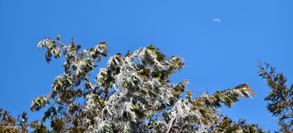 我的2025 第二場雪 #觀雲步道 #雲海 #望洋山 #黃喉貂 #山羌？#水鹿？2/4_2706632