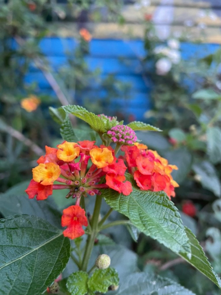 雙十霞喀羅_1484691