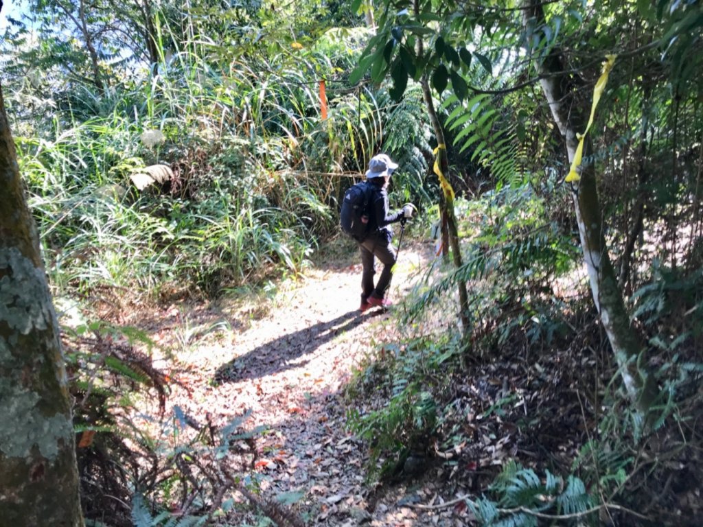 魚池大尖山森與竹的饗宴_1274888