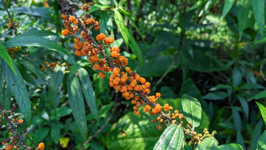 大尖山的小花_2471042