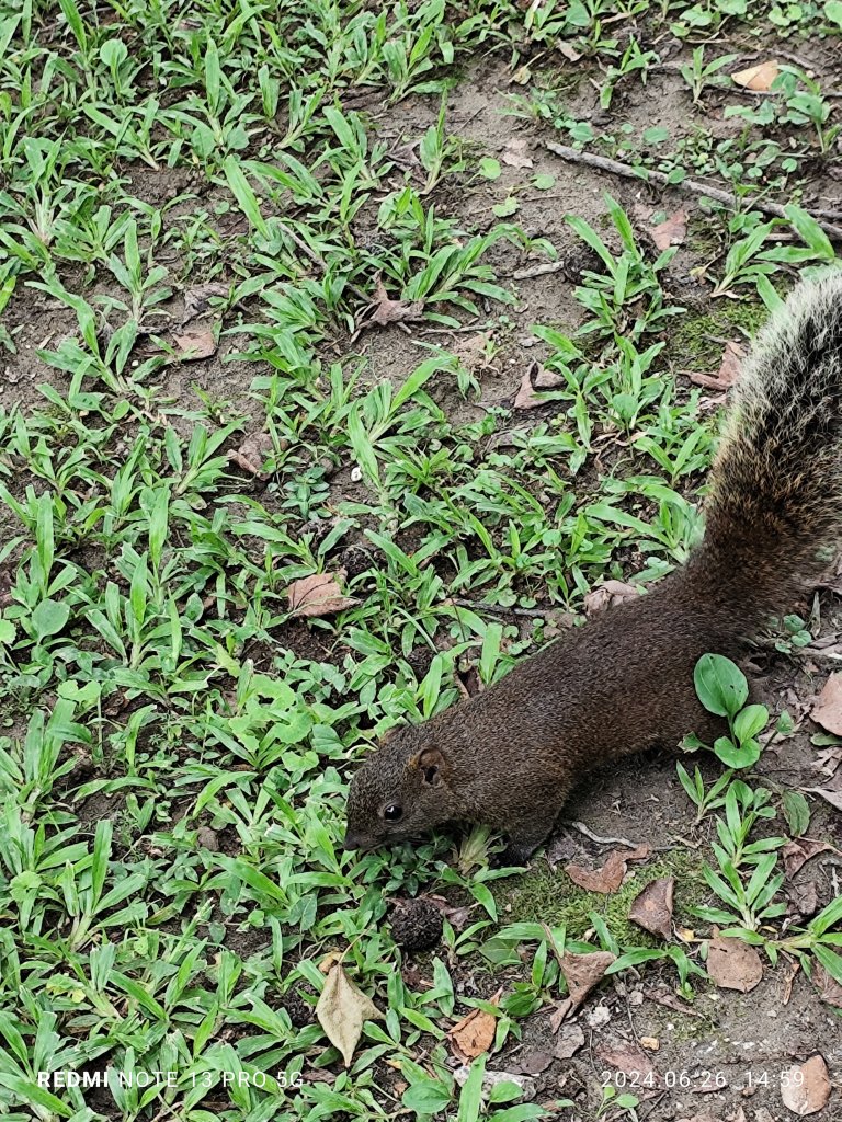 大安森林公園【走路趣尋寶】【臺北健走趣】_2536249