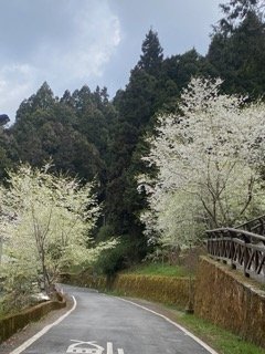 1130306大塔山步道_2696737