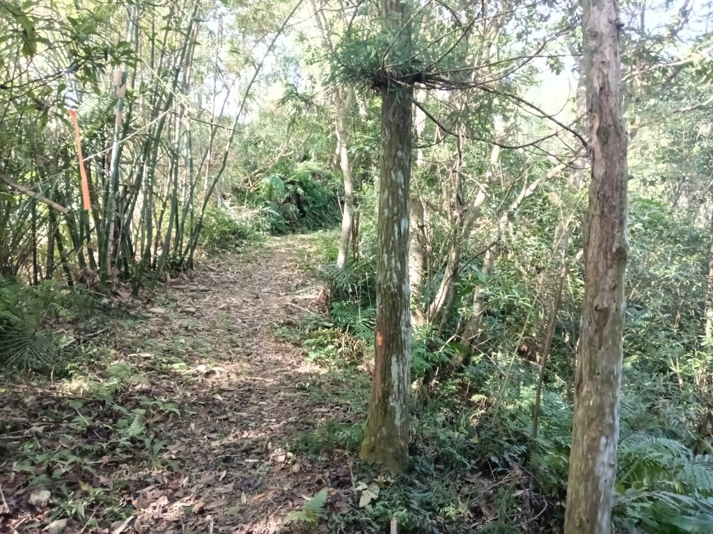 雙溪區東內平林山+上平林山+平林山去回_2952480