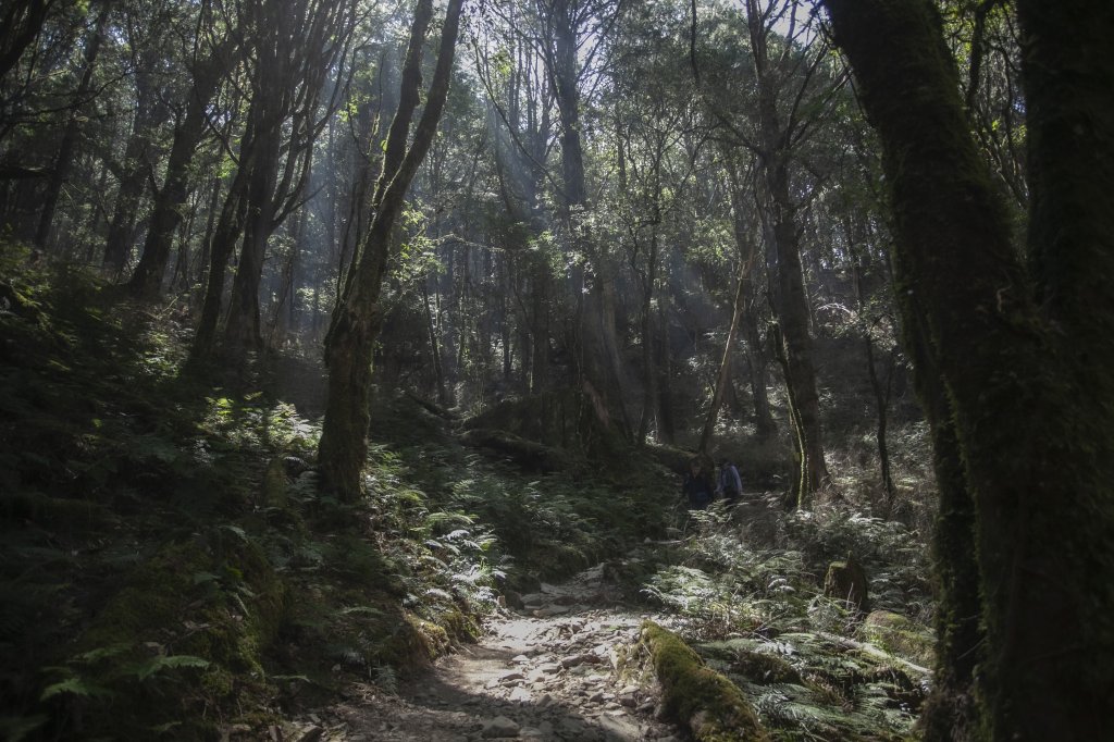 2023.03.10 八仙山_2072809