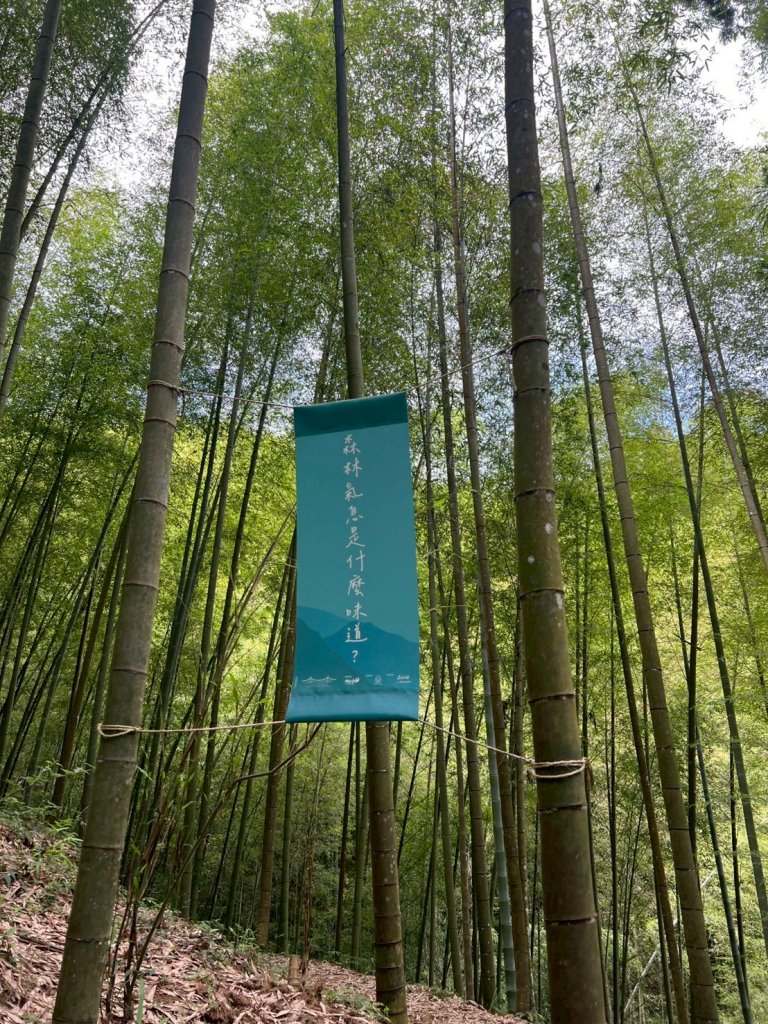 嵐山再古坑。五元兩角 木馬古道_2806145