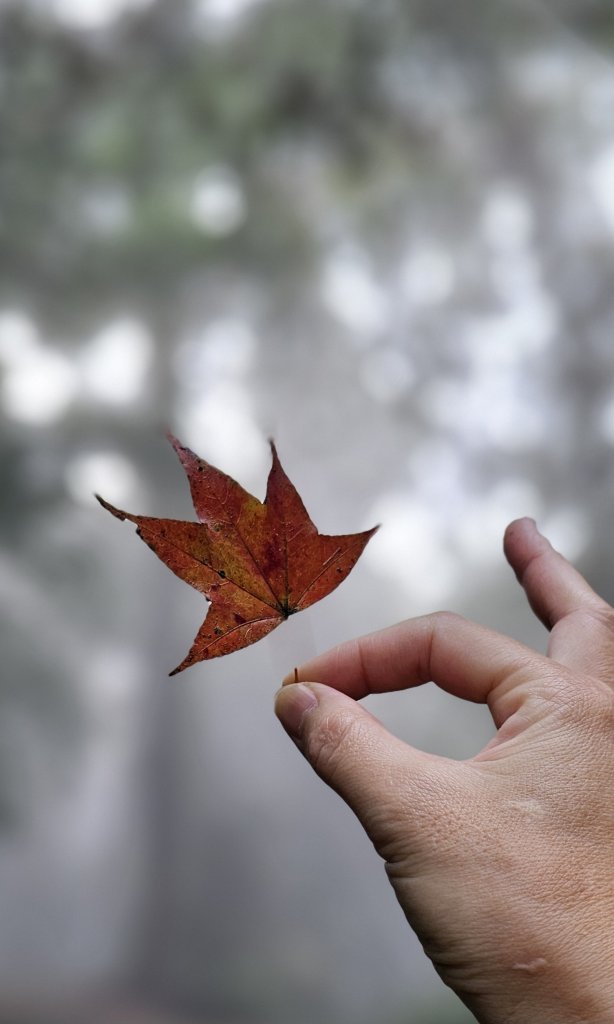 【馬年走馬山，馬到就成功！】🐴馬年馬路要走，馬那邦🏔️也要登！O繞11K，爬升900M，🥾腿在_2977177