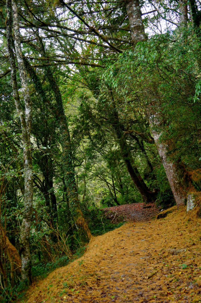 檜山巨木森林步道_481496