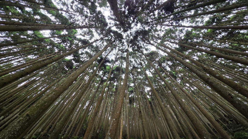 民都有山，夏日首選，好涼爽的中級山，新竹熱門登山景點，時而陽光穿林，時而濃霧彌漫，非常迷人。_2827247
