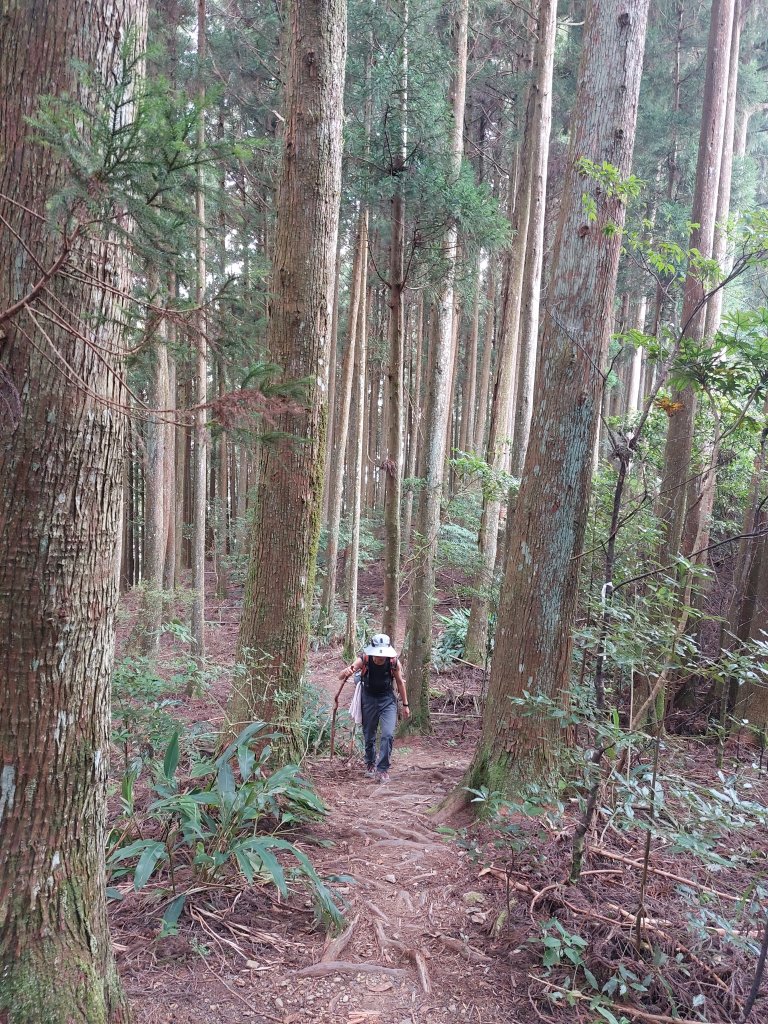 油羅山1上2下O行走2022/07/23封面圖