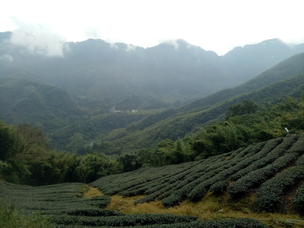 鹿谷大崙頭山樟空倫山竹崙山6連峰O型(大石公起登)+小半天長源圳生態步道_1886013