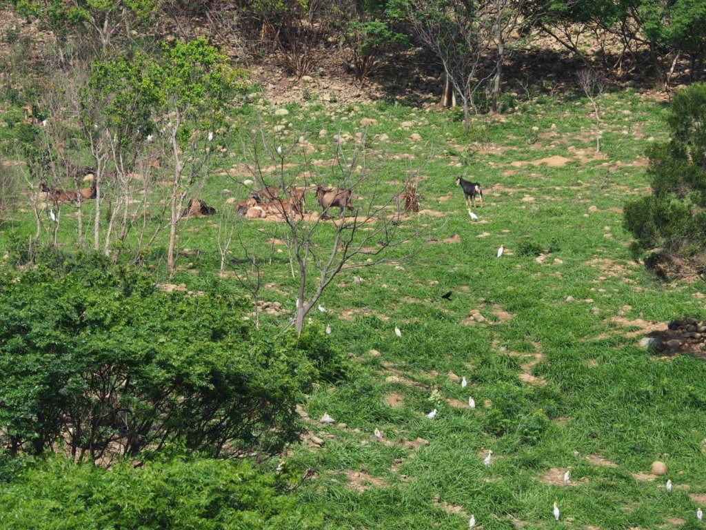 《台中》龍井竹坑南寮登山步道O型_915479