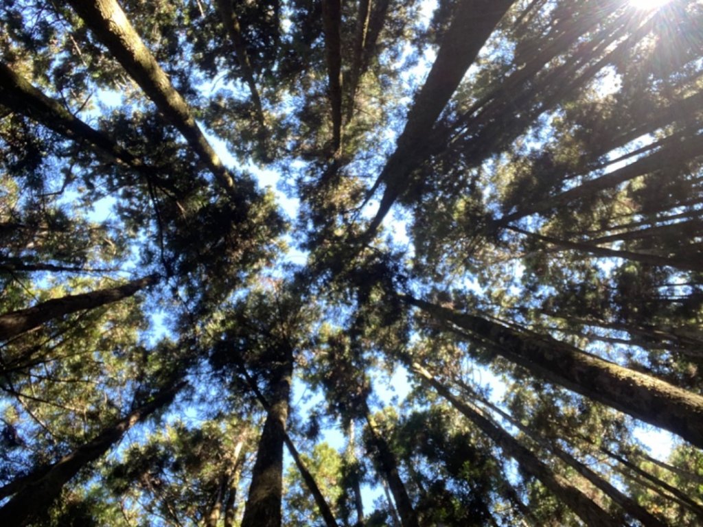 我的第七座谷關七雄 老二 馬崙山_1106953