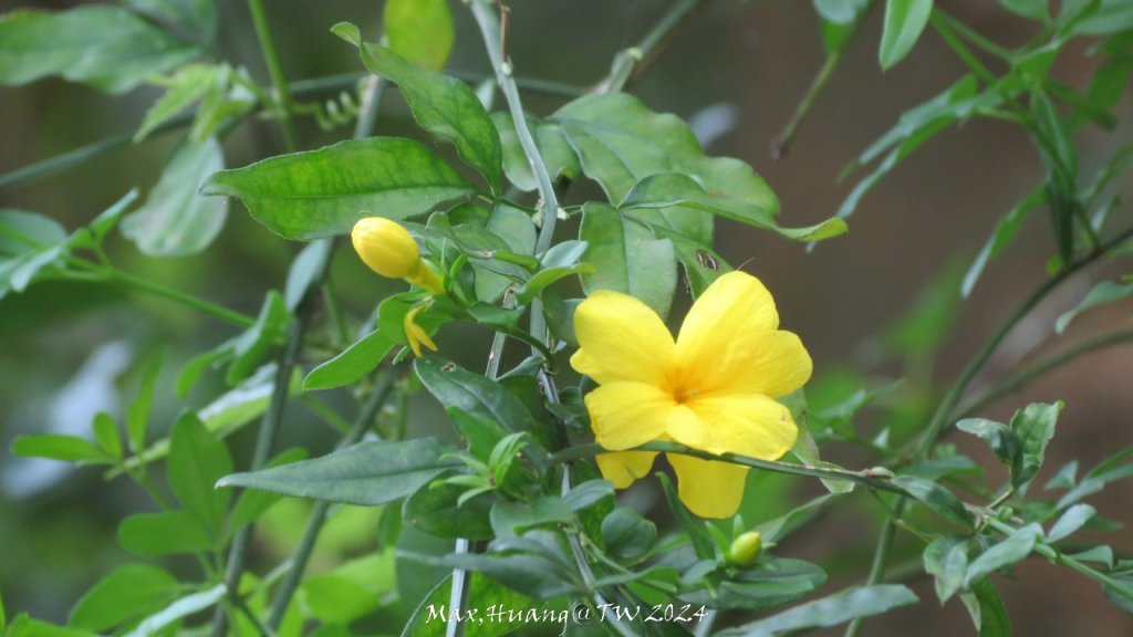 《苗栗》茶園古道｜三義登三義山慈濟山（三通嶺啟登）20240405_2472252