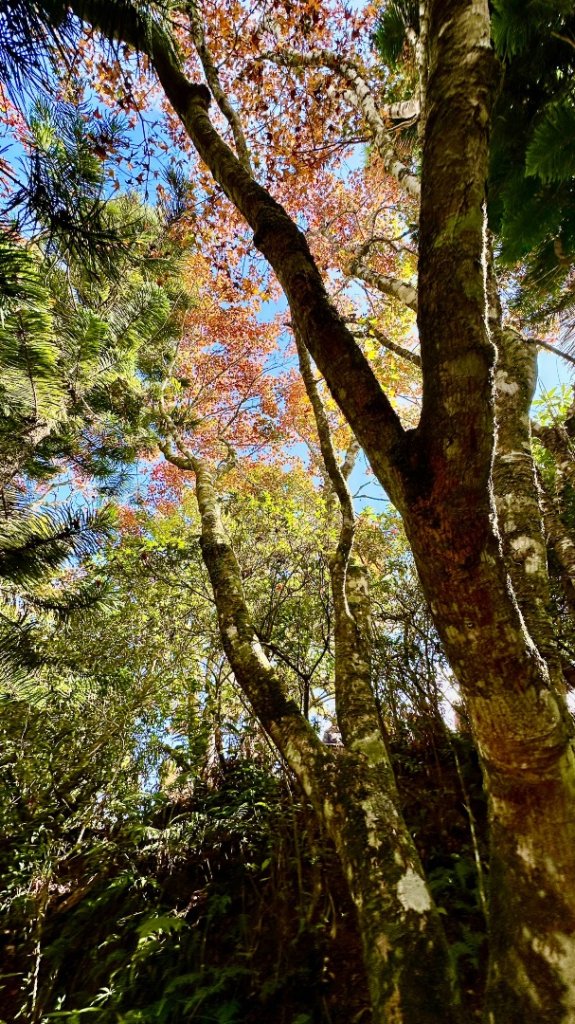 馬那邦山O走_2370067