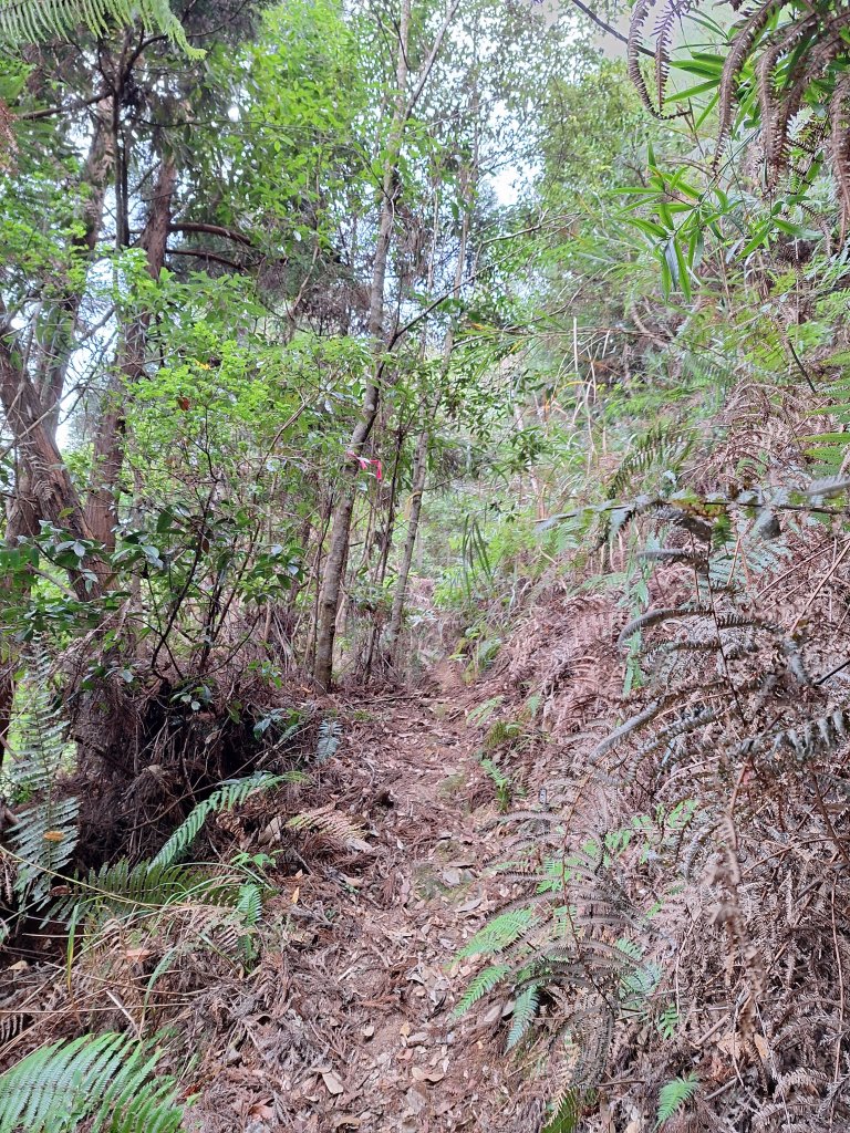 盡尾山20251225_2972005