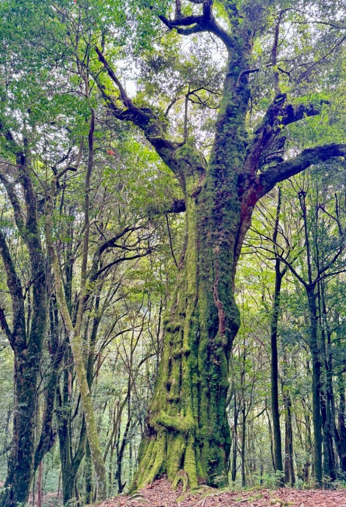 觀霧瀑布 賞鳥步道_2926769
