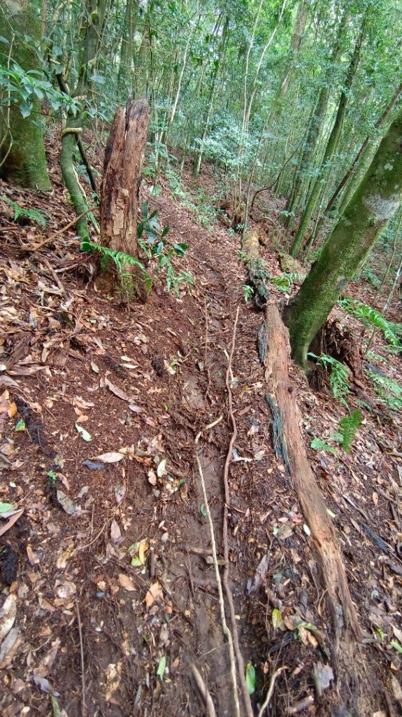 橫屏山/舊武界越山大O繞七連峰（埔里六秀之五+六）_1899179