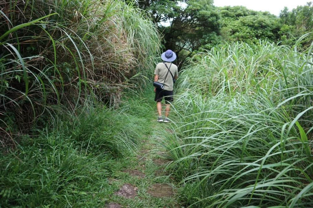 陽明山  菜公坑山 反經石   水車寮步道。林木蓊鬱  豐富的蕨類植披，絕佳避暑古道_2174032