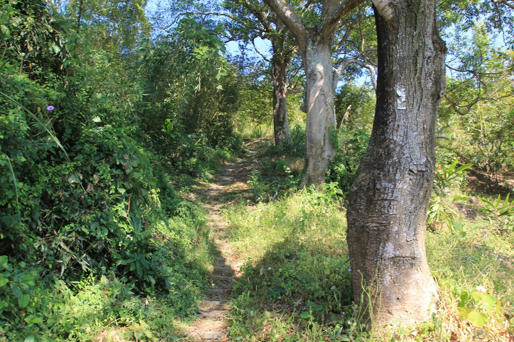 總督府步道.頭寮山_752423