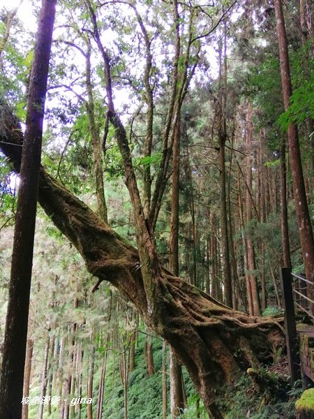 沐浴山林芬多精。 杉林溪穿林棧道_1274710