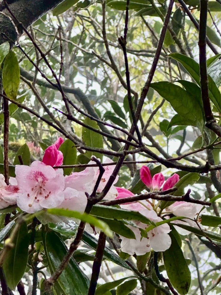 卡保石壁一葉蘭（耘夢谷上逐鹿山下O走）_2809513