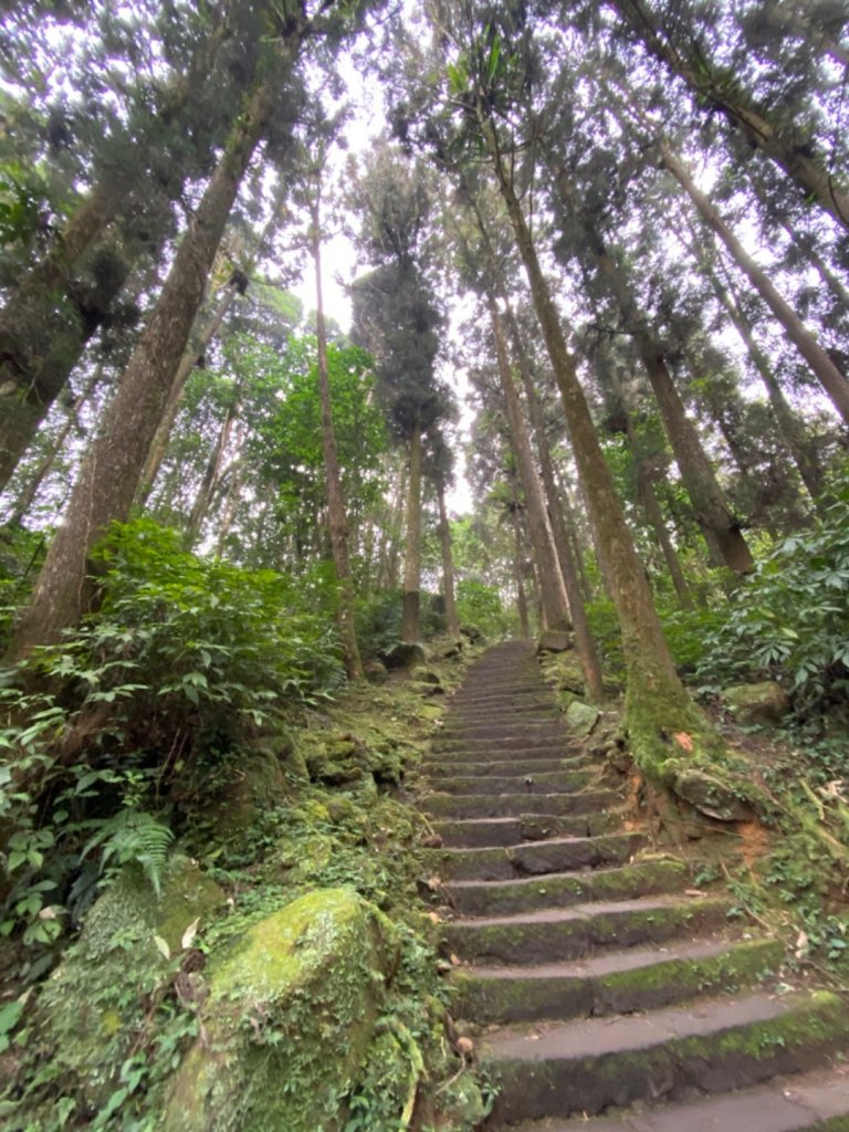 20191109貓仔們之溪頭森林步道探索_757162