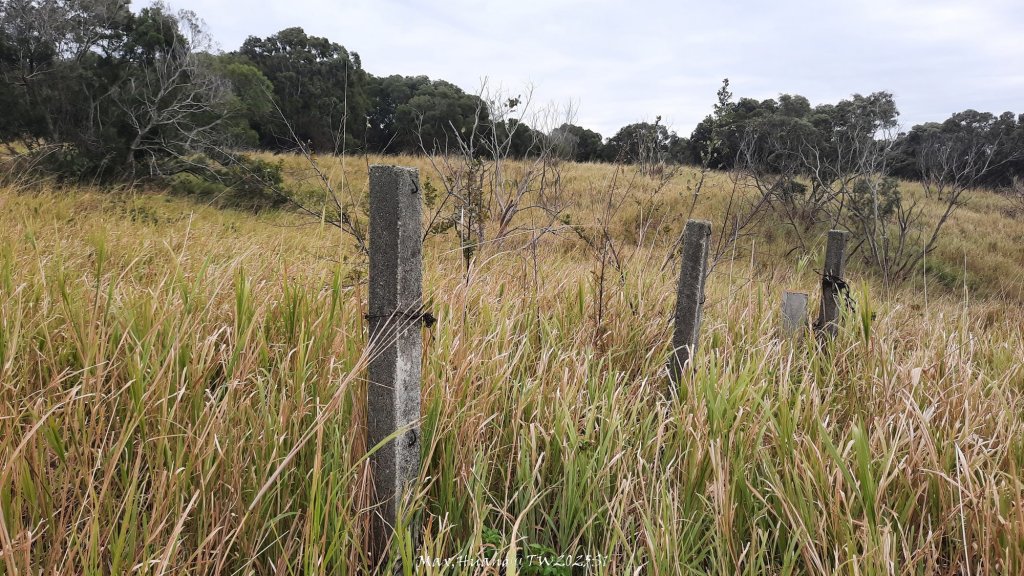 《台中》桃李爭妍｜竹坑南寮步道上竹坑山接瑞井步道O繞20250209_2710078